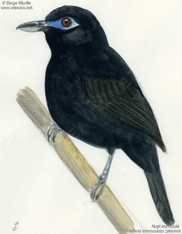 Blue-lored Antbird male, identification