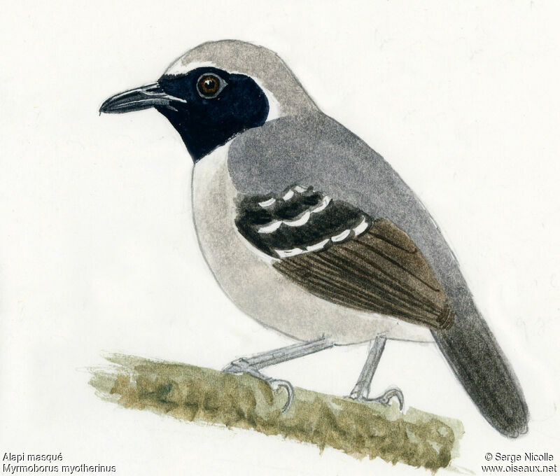 Black-faced Antbird, identification