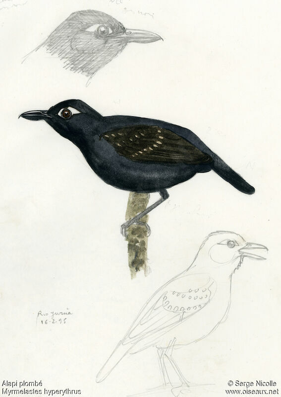 Plumbeous Antbird, identification