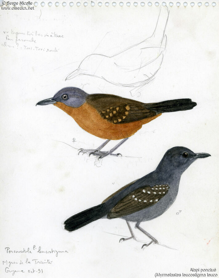 Spot-winged Antbird , identification