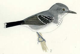 Band-tailed Antbird