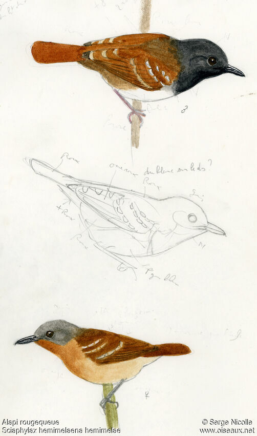 Southern Chestnut-tailed Antbird , identification