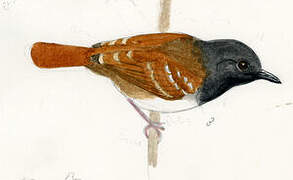 Southern Chestnut-tailed Antbird