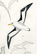 Black-browed Albatross