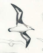 Black-browed Albatross