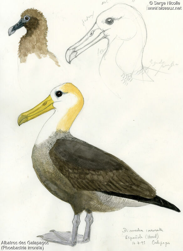 Albatros des Galapagos, identification
