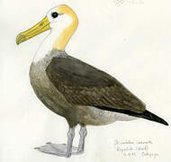 Waved Albatross