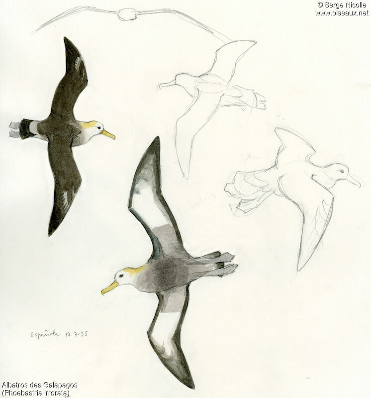 Waved Albatross, identification