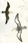 Waved Albatross