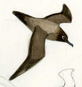 Light-mantled Albatross