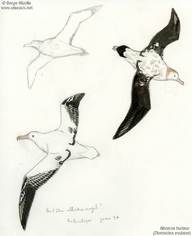 Snowy Albatross, identification