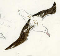 Southern Royal Albatross