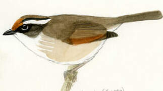 Rusty-capped Fulvetta