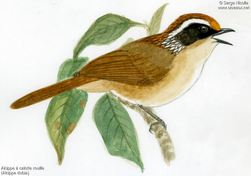 Rusty-capped Fulvetta, identification