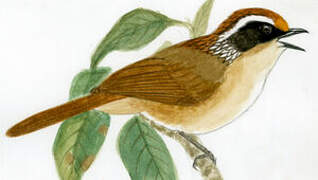 Rusty-capped Fulvetta