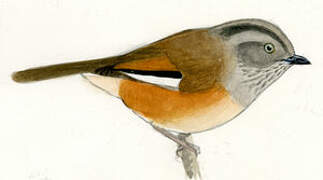 Grey-hooded Fulvetta