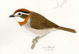 Rufous-throated Fulvetta