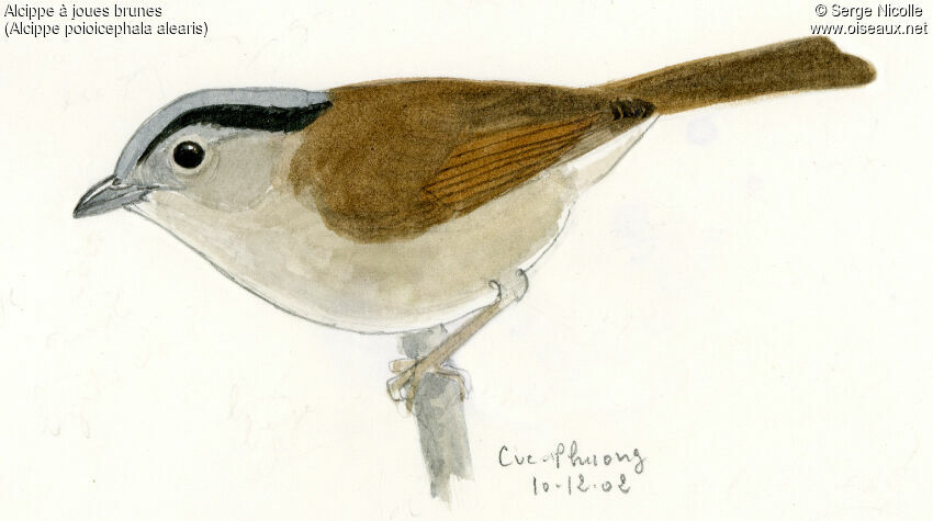 Brown-cheeked Fulvetta, identification