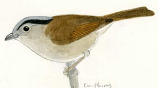 Brown-cheeked Fulvetta