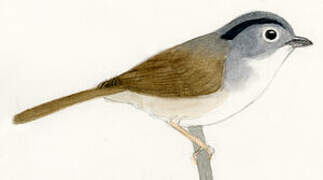 Mountain Fulvetta