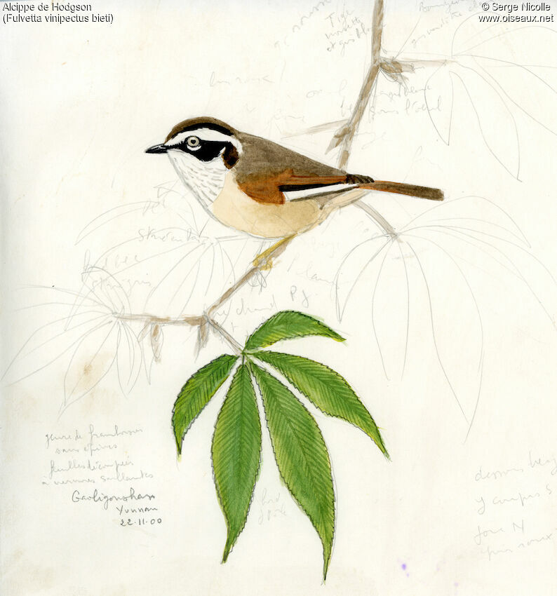 White-browed Fulvetta, identification