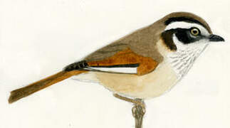 White-browed Fulvetta