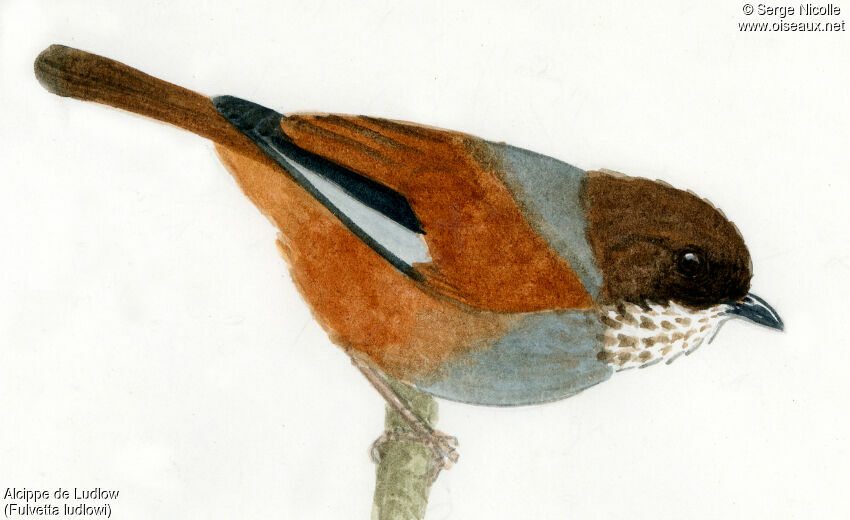 Brown-throated Fulvetta, identification