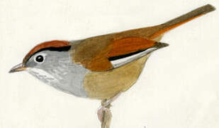 Spectacled Fulvetta