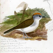 White-tailed Alethe