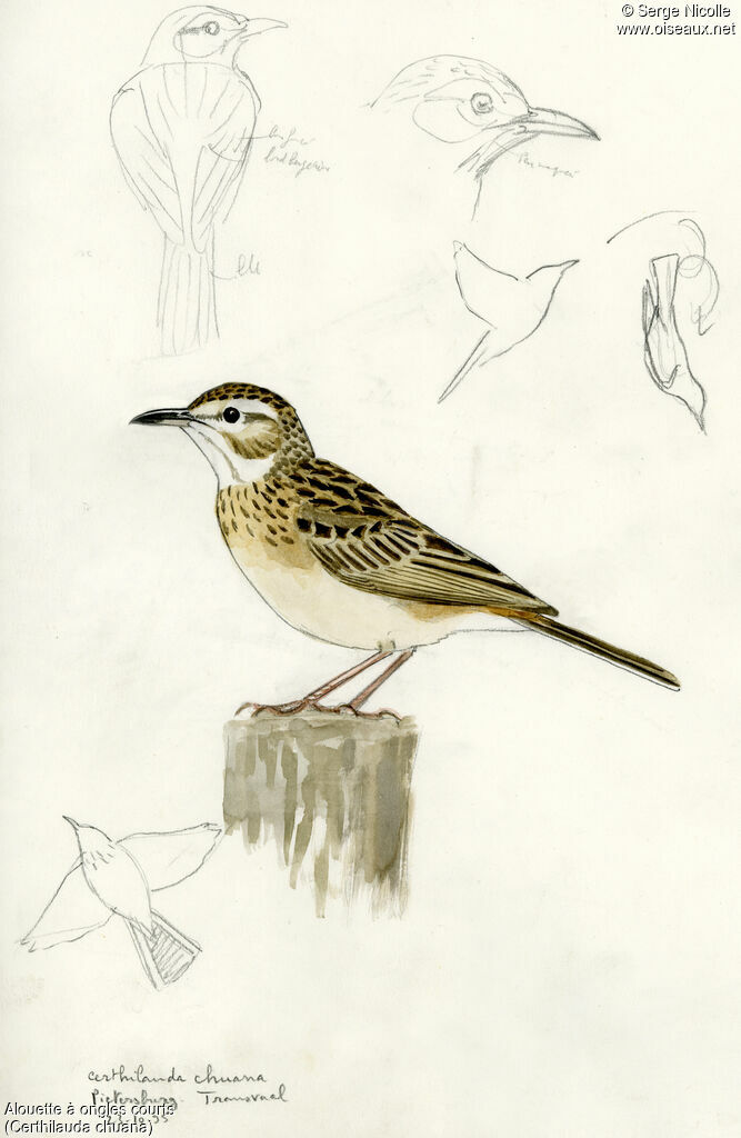 Short-clawed Lark, identification