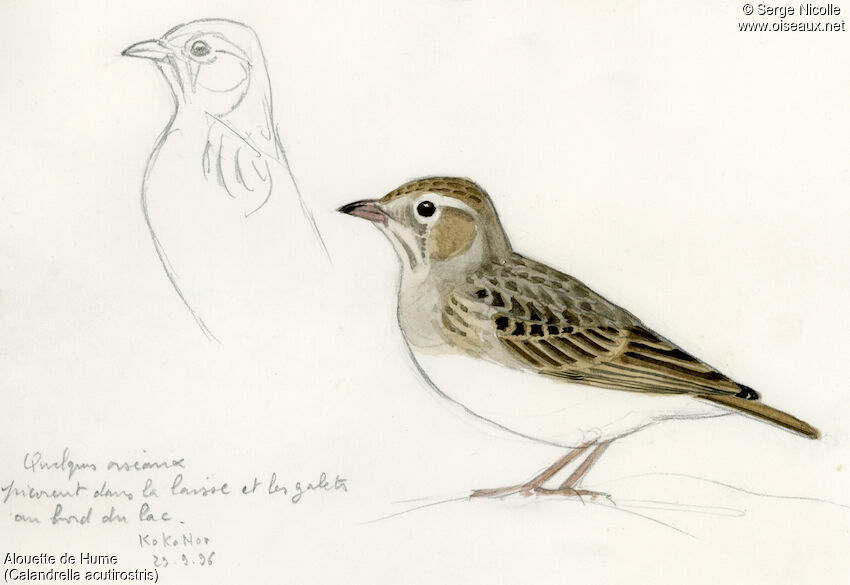 Hume's Short-toed Lark, identification