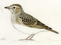 Hume's Short-toed Lark