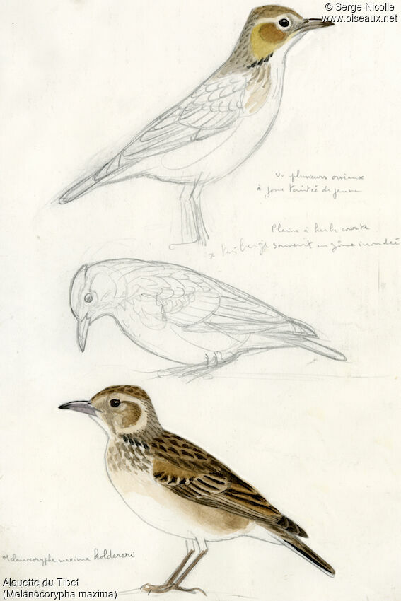 Tibetan Lark, identification