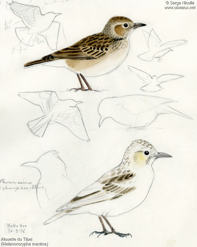 Tibetan Lark, identification