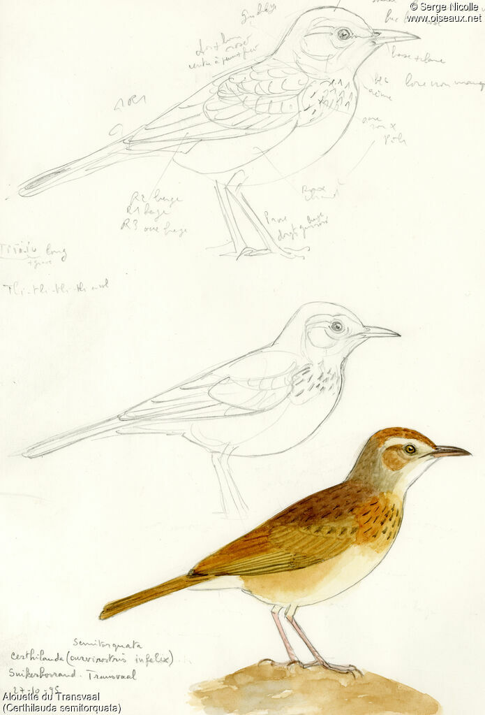 Eastern Long-billed Lark, identification