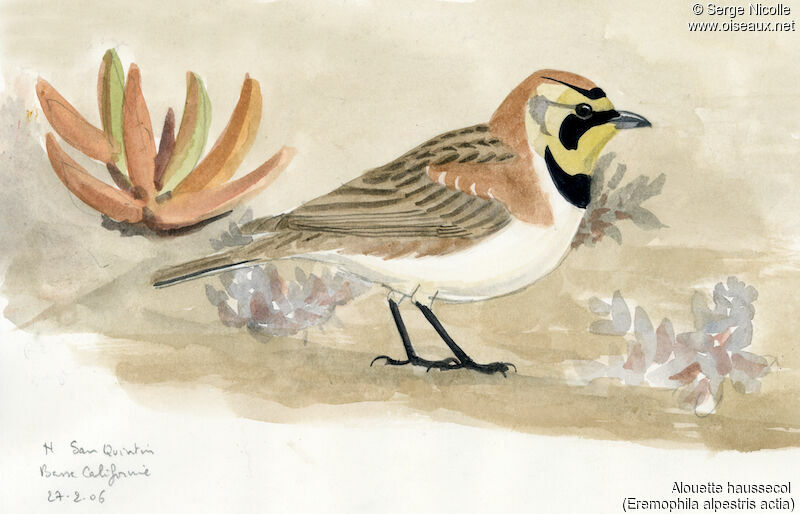 Horned Lark, identification