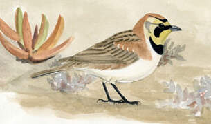 Horned Lark