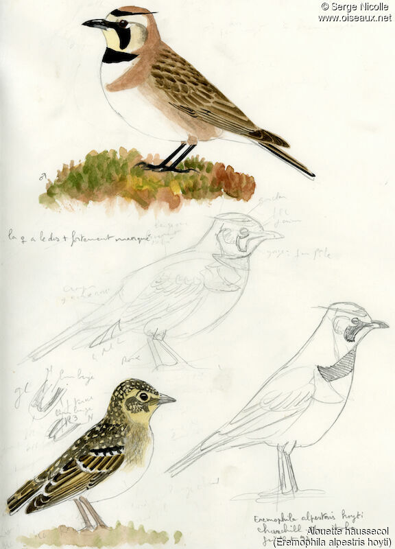 Horned Lark, identification