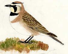 Horned Lark