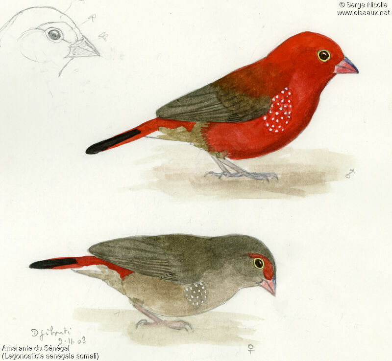 Red-billed Firefinchadult, identification