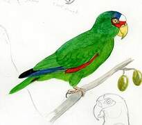 White-fronted Amazon