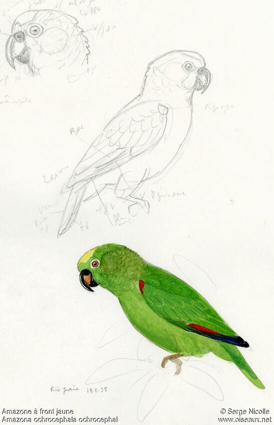 Yellow-crowned Amazon, identification