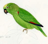 Yellow-crowned Amazon