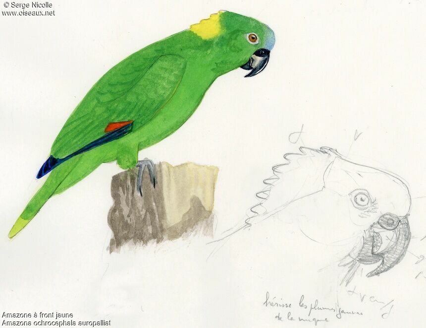 Yellow-crowned Amazon, identification