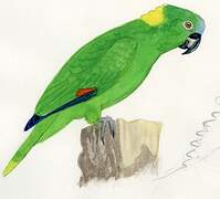 Yellow-crowned Amazon