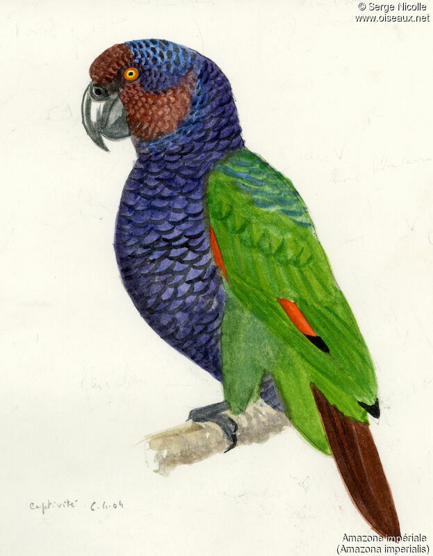 Amazone impériale, identification