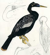 Anhinga d'Amérique