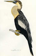 Anhinga