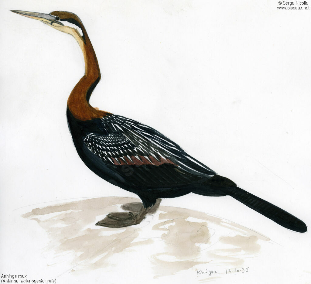 Oriental Darter, identification