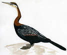 Anhinga roux